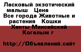 Ласковый экзотический малыш › Цена ­ 25 000 - Все города Животные и растения » Кошки   . Ханты-Мансийский,Когалым г.